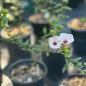 Brazilian Rock Rose Pavonia Fully Rooted 1 Gallon Plant – Pink Flowers, Deer-Resistant
