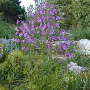 Brazos Penstemon 1 Gallon Live Plant – Purple Flowers, Attracts Hummingbirds