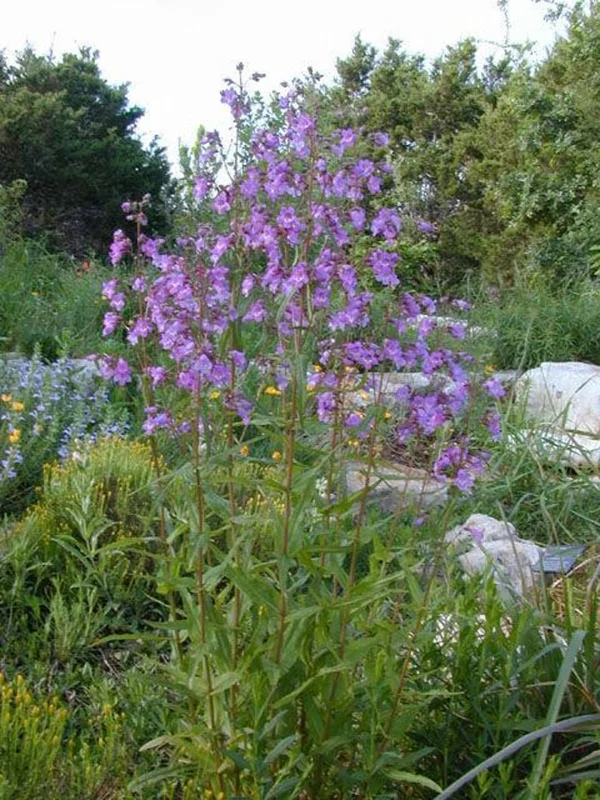 Brazos Penstemon 1 Gallon Live Plant – Purple Flowers, Attracts Hummingbirds
