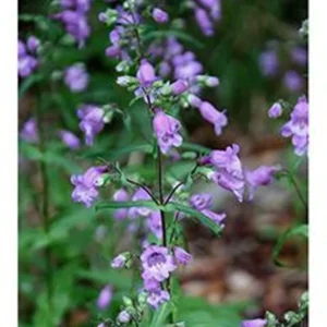 Brazos Penstemon 1 Gallon Live Plant – Purple Flowers, Attracts Hummingbirds