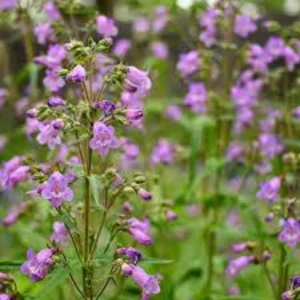 Brazos Penstemon 1 Gallon Live Plant – Purple Flowers, Attracts Hummingbirds