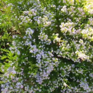 Breath of Heaven Confetti Tree Coleonema pulchellum 2.5