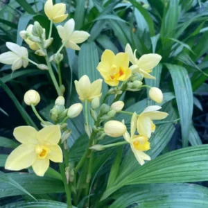Bright YELLOW Ground Orchid - Spathoglottis plicata - 4" Potted Plant