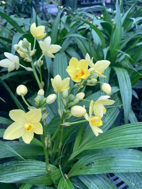Bright YELLOW Ground Orchid - Spathoglottis plicata - 4" Potted Plant