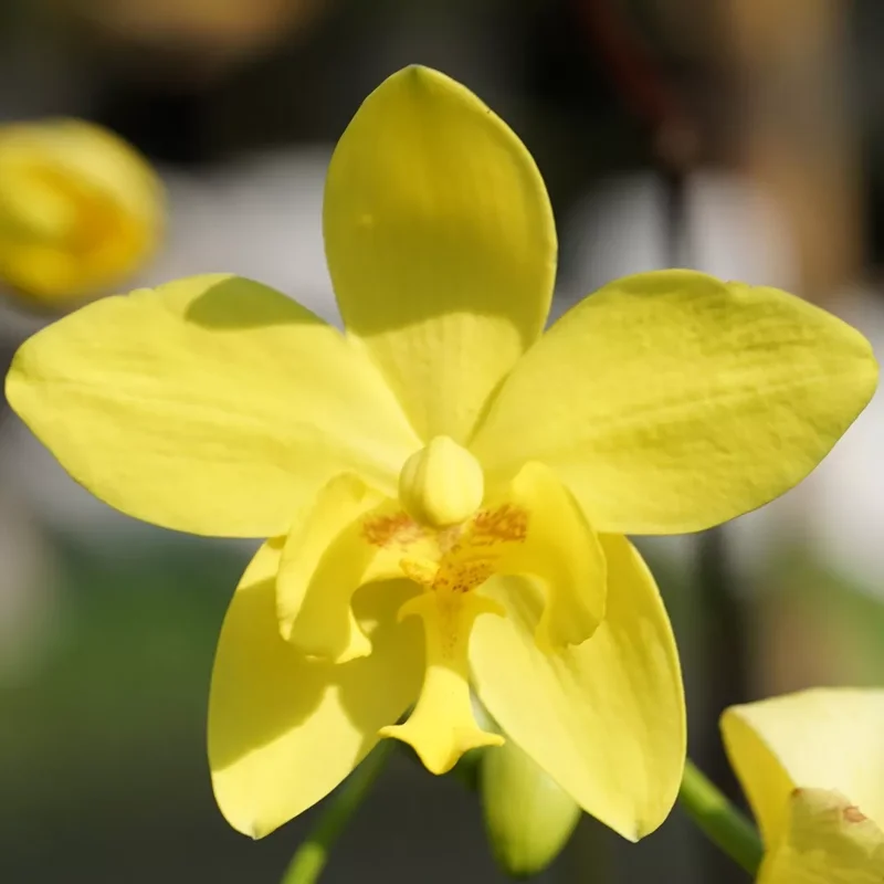 Bright YELLOW Ground Orchid - Spathoglottis plicata - 4" Potted Plant