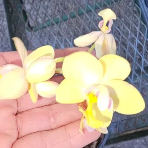 Bright YELLOW Ground Orchid - Spathoglottis plicata - 4
