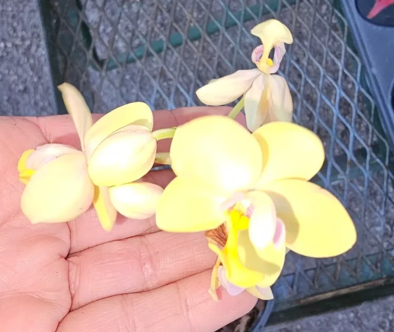 Bright YELLOW Ground Orchid - Spathoglottis plicata - 4" Potted Plant