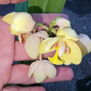 Bright YELLOW Ground Orchid - Spathoglottis plicata - 4