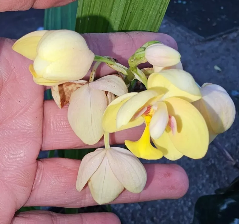 Bright YELLOW Ground Orchid - Spathoglottis plicata - 4" Potted Plant