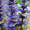 Bronze Beauty Ajuga Plant - 2.5" Pot Live Perennial, Carpet Bugle, Groundcover