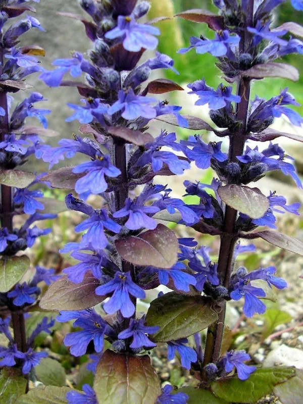 Bronze Beauty Ajuga Plant - 2.5" Pot Live Perennial, Carpet Bugle, Groundcover