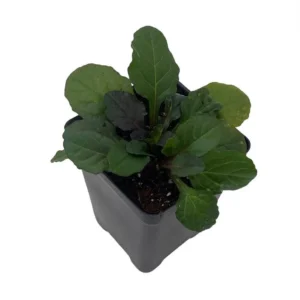 Bronze Beauty Ajuga Plant - 2.5