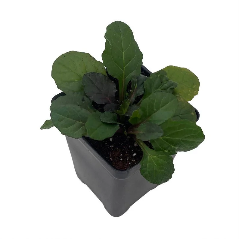 Bronze Beauty Ajuga Plant - 2.5" Pot Live Perennial, Carpet Bugle, Groundcover