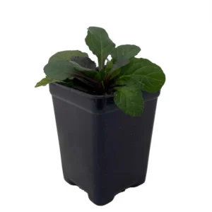 Bronze Beauty Ajuga Plant - 2.5