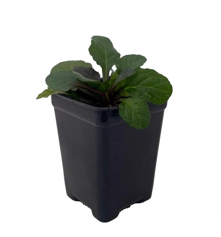 Bronze Beauty Ajuga Plant - 2.5" Pot Live Perennial, Carpet Bugle, Groundcover