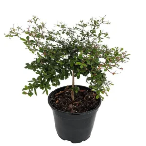Bucida Spinosa Dwarf Black Olive Tree Bonsai – 4