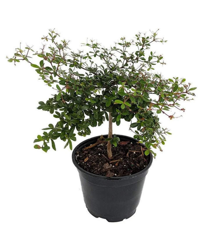 Bucida Spinosa Dwarf Black Olive Tree Bonsai – 4" Pot