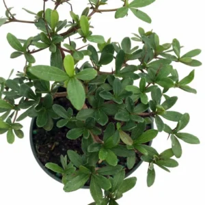 Bucida Spinosa Dwarf Black Olive Tree Bonsai – 4