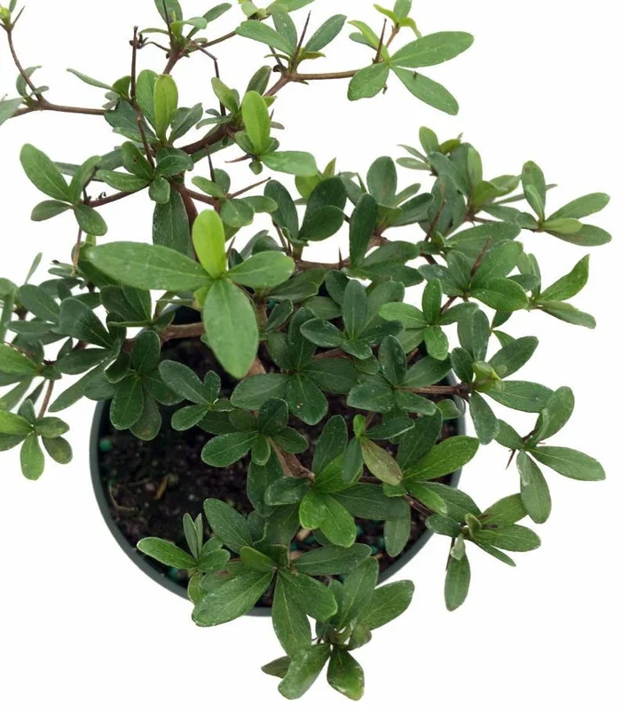 Bucida Spinosa Dwarf Black Olive Tree Bonsai – 4" Pot