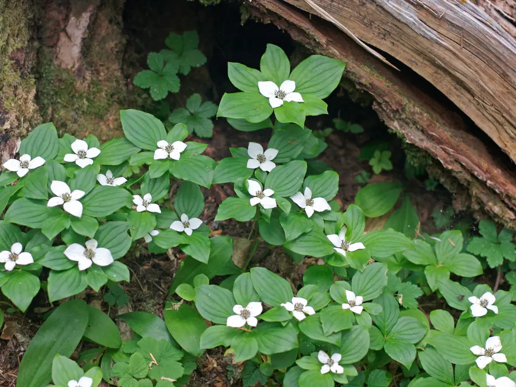 Bunchberry (Cornus canadensis)