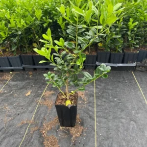 Burfordi Holly - Evergreen Shrub - Quart Pot - Hardy Outdoor Plant