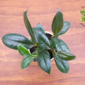 Burgundy Rubber Tree Plant - 4 Inch Potted Indoor Houseplant