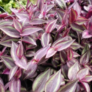 Burgundy Tradescantia – 2 Indoor Vining Plants in 2