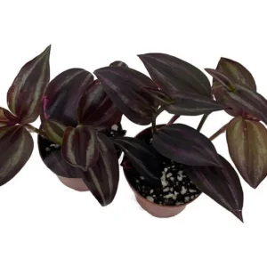 Burgundy Tradescantia – 2 Indoor Vining Plants in 2