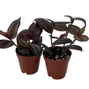 Burgundy Tradescantia – 2 Indoor Vining Plants in 2