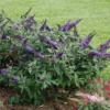 Butterfly Bush Bare-root Lavender 6 to 12 Inch Tall Purple Flowering Shrub 3-4ft
