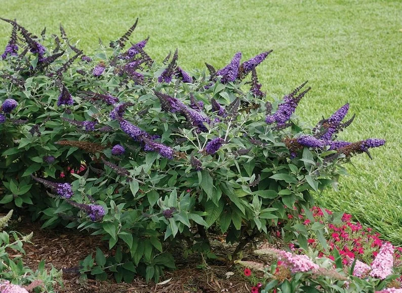 Butterfly Bush Bare-root Lavender 6 to 12 Inch Tall Purple Flowering Shrub 3-4ft