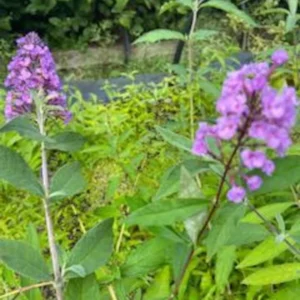 Butterfly Bush Bare-root Lavender 6 to 12 Inch Tall Purple Flowering Shrub 3-4ft