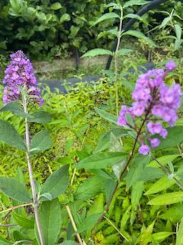Butterfly Bush Bare-root Lavender 6 to 12 Inch Tall Purple Flowering Shrub 3-4ft