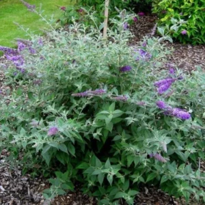 Butterfly Bush Bare-root Lavender 6 to 12 Inch Tall Purple Flowering Shrub 3-4ft