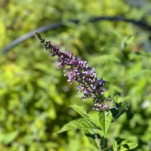 Butterfly Bush Bare-root Lavender 6 to 12 Inch Tall Purple Flowering Shrub 3-4ft