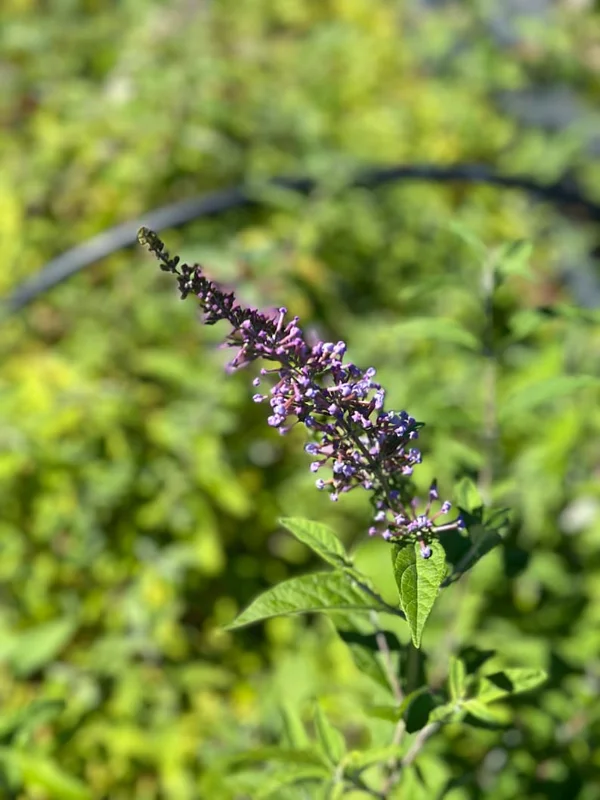 Butterfly Bush Bare-root Lavender 6 to 12 Inch Tall Purple Flowering Shrub 3-4ft