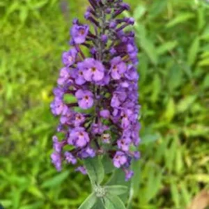 Butterfly Bush Bare-root Lavender 6 to 12 Inch Tall Purple Flowering Shrub 3-4ft