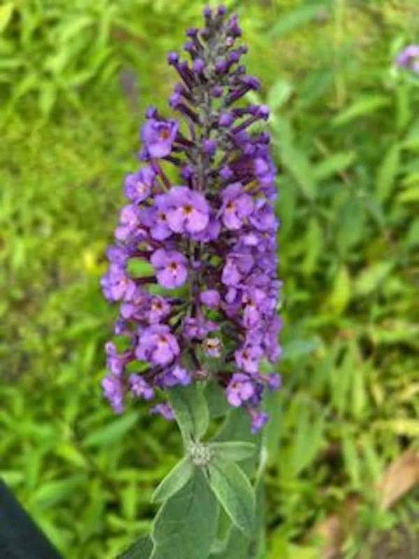Butterfly Bush Bare-root Lavender 6 to 12 Inch Tall Purple Flowering Shrub 3-4ft