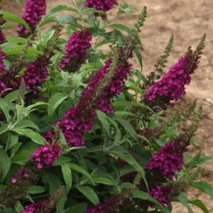 Butterfly Bush 'Chrysalis Pink' Live 1 Gallon Plant - Compact, Fragrant, Butterfly Attracting