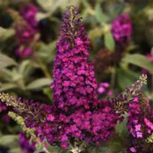 Butterfly Bush 'Chrysalis Pink' Live 1 Gallon Plant - Compact, Fragrant, Butterfly Attracting