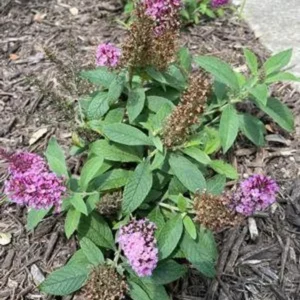 Butterfly Bush 'Chrysalis Pink' Live 1 Gallon Plant - Compact, Fragrant, Butterfly Attracting