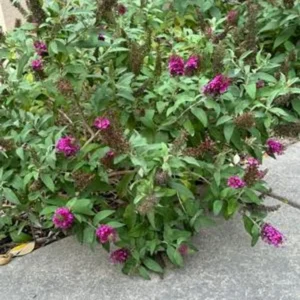 Butterfly Bush 'Chrysalis Pink' Live 1 Gallon Plant - Compact, Fragrant, Butterfly Attracting