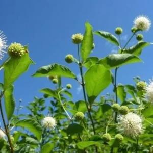Buttonbush Shrub 3 Bare-root - 6-12 Inch Tall - Cephalanthus occidentalis - Native Wetland Plant
