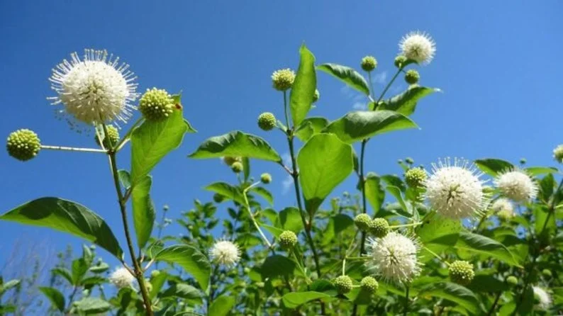 Buttonbush Shrub 3 Bare-root - 6-12 Inch Tall - Cephalanthus occidentalis - Native Wetland Plant