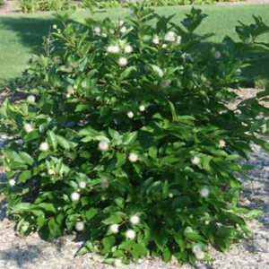Buttonbush Shrub 3 Bare-root - 6-12 Inch Tall - Cephalanthus occidentalis - Native Wetland Plant