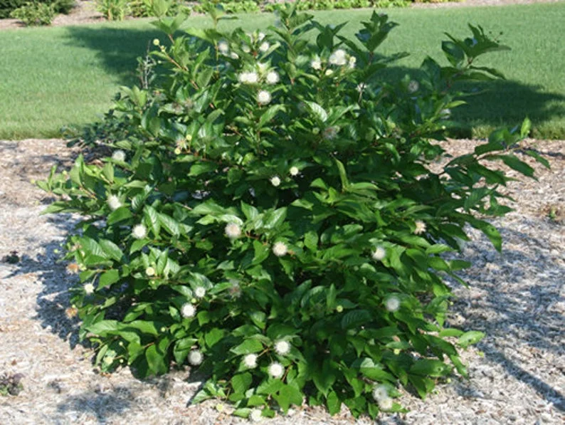 Buttonbush Shrub 3 Bare-root - 6-12 Inch Tall - Cephalanthus occidentalis - Native Wetland Plant