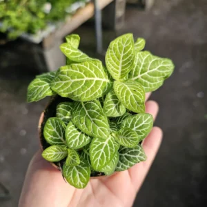Fittonia Joly Lemon Live Plant 2