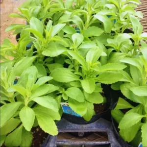 Set 2 Stevia Herb Plants Live for Planting 4