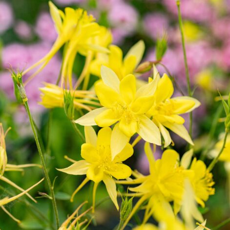 AQUILEGIA CHRYSANTHA Yellow Columbine Starter Plant - Hardy Perennial