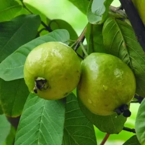 White Guava Tree Live Plant 4
